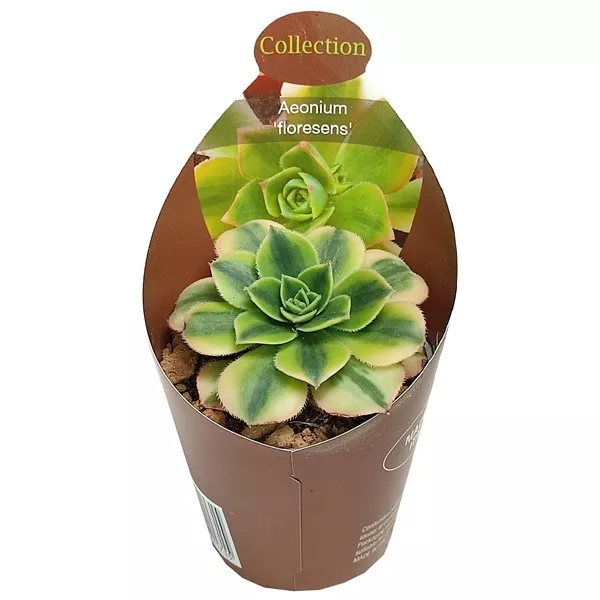 Aeonium (Aeonium floresens) u tegli Ø 6,5 cm