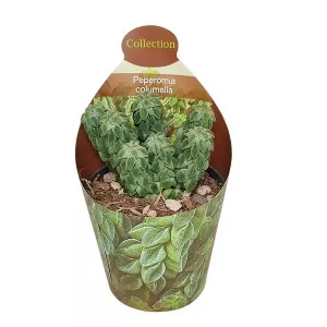 Peperomija (Peperomia columella) u tegli Ø 6,5 cm