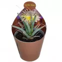 Kaktus (Leuchtenbergia principis) u tegli Ø 6,5 cm