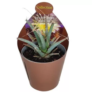 Kaktus (Leuchtenbergia principis) u tegli Ø 6,5 cm
