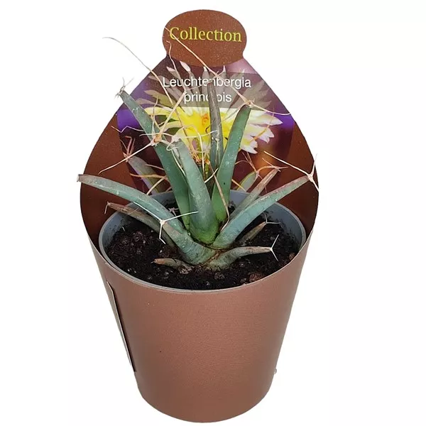 Kaktus (Leuchtenbergia principis) u tegli Ø 6,5 cm