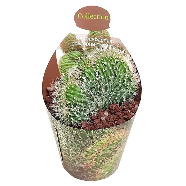 Stupasti kaktus (Neobuxbaumia polylopha albispinus) u tegli Ø 6,5 cm