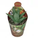 Haworthia Spider White (Haworthia limifolia) u tegli Ø 6,5 cm