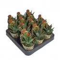 Haworthia Spider White (Haworthia limifolia) u tegli Ø 6,5 cm