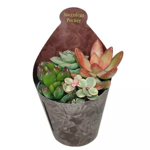 Sukulenti Poker mix u tegli Ø 6,5 cm