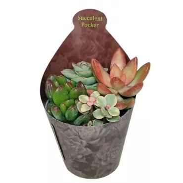 Sukulenti Poker mix u tegli Ø 6,5 cm