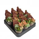 Sukulenti Poker mix u tegli Ø 6,5 cm