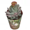Gasteria Sakura Fuji (Gasteria) u tegli Ø 6,5 cm