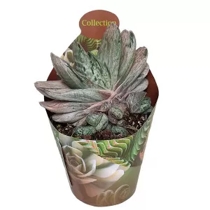 Gasteria Sakura Fuji (Gasteria) u tegli Ø 6,5 cm