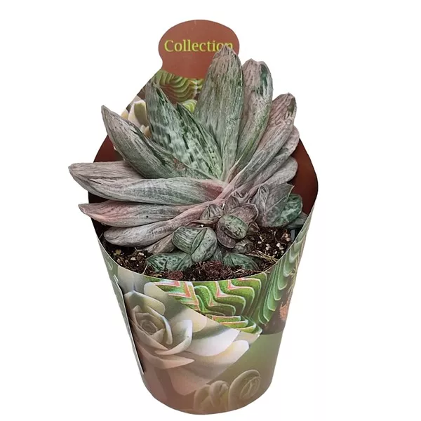 Gasteria Sakura Fuji (Gasteria) u tegli Ø 6,5 cm