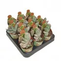 Gasteria Sakura Fuji (Gasteria) u tegli Ø 6,5 cm