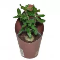 Fockea (Fockea edulis) u tegli Ø 6,5 cm