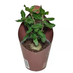 Fockea (Fockea edulis) u tegli Ø 6,5 cm