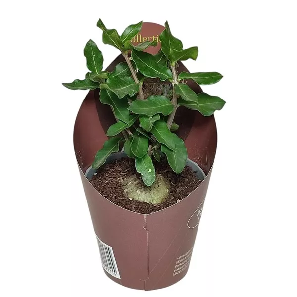 Fockea (Fockea edulis) u tegli Ø 6,5 cm