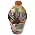 Drvo novca Garnet Lotus (Crassula) u tegli Ø 6,5 cm