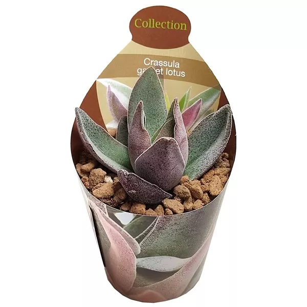 Drvo novca Garnet Lotus (Crassula) u tegli Ø 6,5 cm