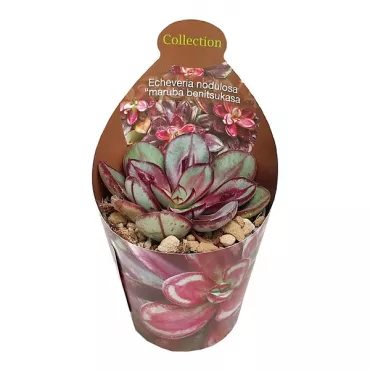 Echeveria Maruba Benitsukasa (Echeveria nodulosa) u tegli Ø 6,5 cm