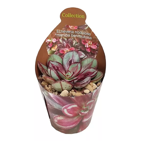Echeveria Maruba Benitsukasa (Echeveria nodulosa) u tegli Ø 6,5 cm