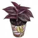 Tradeskancija Purple Passion (Tradescantia zebrina) u tegli Ø 6,5 cm
