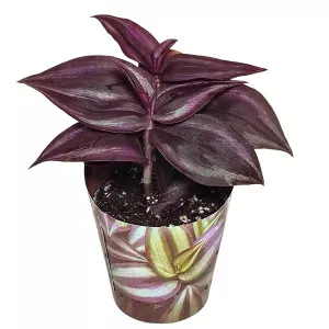 Tradeskancija Purple Passion (Tradescantia zebrina) u tegli Ø 6,5 cm