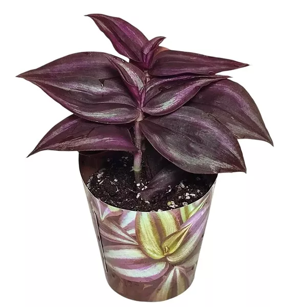 Tradeskancija Purple Passion (Tradescantia zebrina) u tegli Ø 6,5 cm