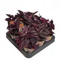Tradeskancija Purple Passion (Tradescantia zebrina) u tegli Ø 6,5 cm