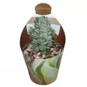 Drvo novca Ivory Pagoda (Crassula) u tegli Ø 6,5 cm