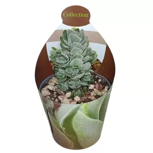 Drvo novca Ivory Pagoda (Crassula) u tegli Ø 6,5 cm