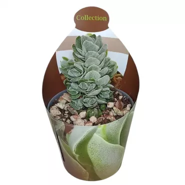 Drvo novca Ivory Pagoda (Crassula) u tegli Ø 6,5 cm
