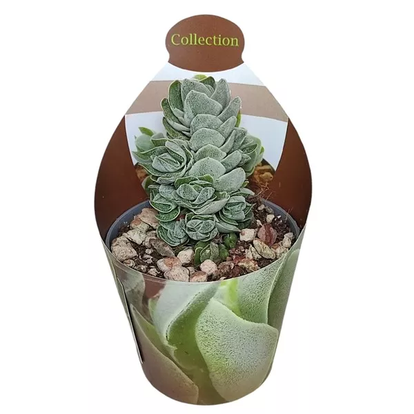 Drvo novca Ivory Pagoda (Crassula) u tegli Ø 6,5 cm