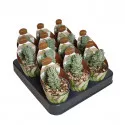 Drvo novca Ivory Pagoda (Crassula) u tegli Ø 6,5 cm