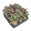 Tradeskancija (Tradescantia zebrina) u tegli Ø 6,5 cm