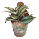 Tradeskancija (Tradescantia zebrina) u tegli Ø 6,5 cm