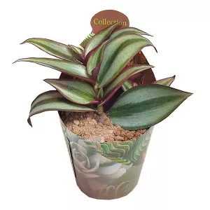 Tradeskancija (Tradescantia zebrina) u tegli Ø 6,5 cm
