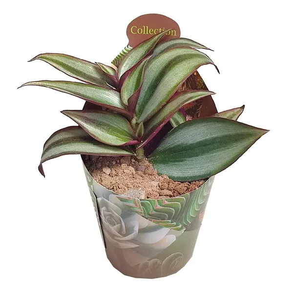 Tradeskancija (Tradescantia zebrina) u tegli Ø 6,5 cm