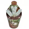 Drvo novca Deceptor (Crassula) u tegli Ø 6,5 cm