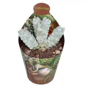 Drvo novca Deceptor (Crassula) u tegli Ø 6,5 cm