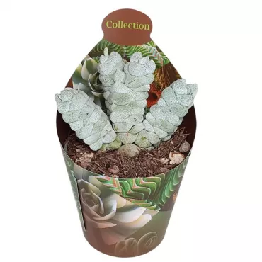 Drvo novca Deceptor (Crassula) u tegli Ø 6,5 cm