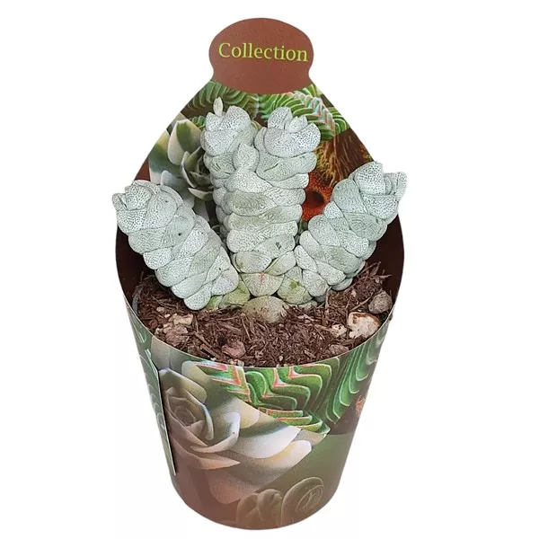 Drvo novca Deceptor (Crassula) u tegli Ø 6,5 cm