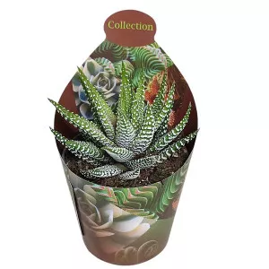 Haworthia Royal Alber (Haworthia fasciata) u tegli Ø 6,5 cm