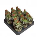 Haworthia Royal Alber (Haworthia fasciata) u tegli Ø 6,5 cm