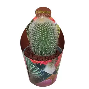 Kaktus (Notocactus leninghausii albispinus) u tegli Ø 6,5 cm