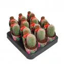 Kaktus (Notocactus leninghausii albispinus) u tegli Ø 6,5 cm