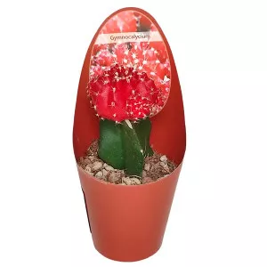 Cijepljeni kaktus crveni (Gymnocalycium) u tegli Ø 6,5 cm