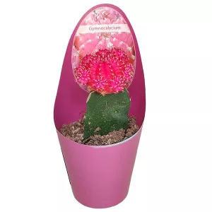 Cijepljeni kaktus fuksija (Gymnocalycium) u tegli Ø 6,5 cm
