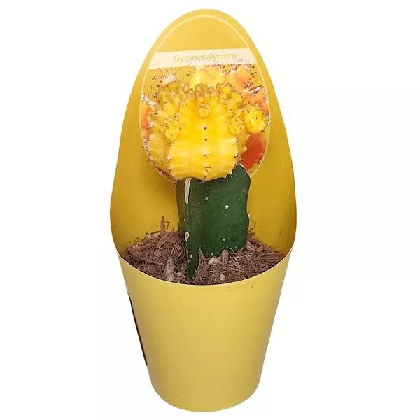 Cijepljeni kaktus žuti (Gymnocalycium) u tegli Ø 6,5 cm