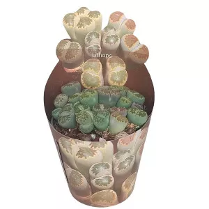 Živi kamen (Lithops) u tegli Ø 6,5 cm
