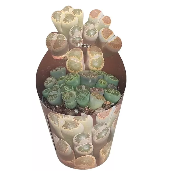 Živi kamen (Lithops) u tegli Ø 6,5 cm