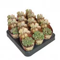 Živi kamen (Lithops) u tegli Ø 6,5 cm