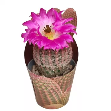 Kaktus (Echinocereus rigidissimus rubrispinus) u tegli Ø 6,5 cm